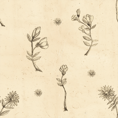 Henri Rousseau's Sketch