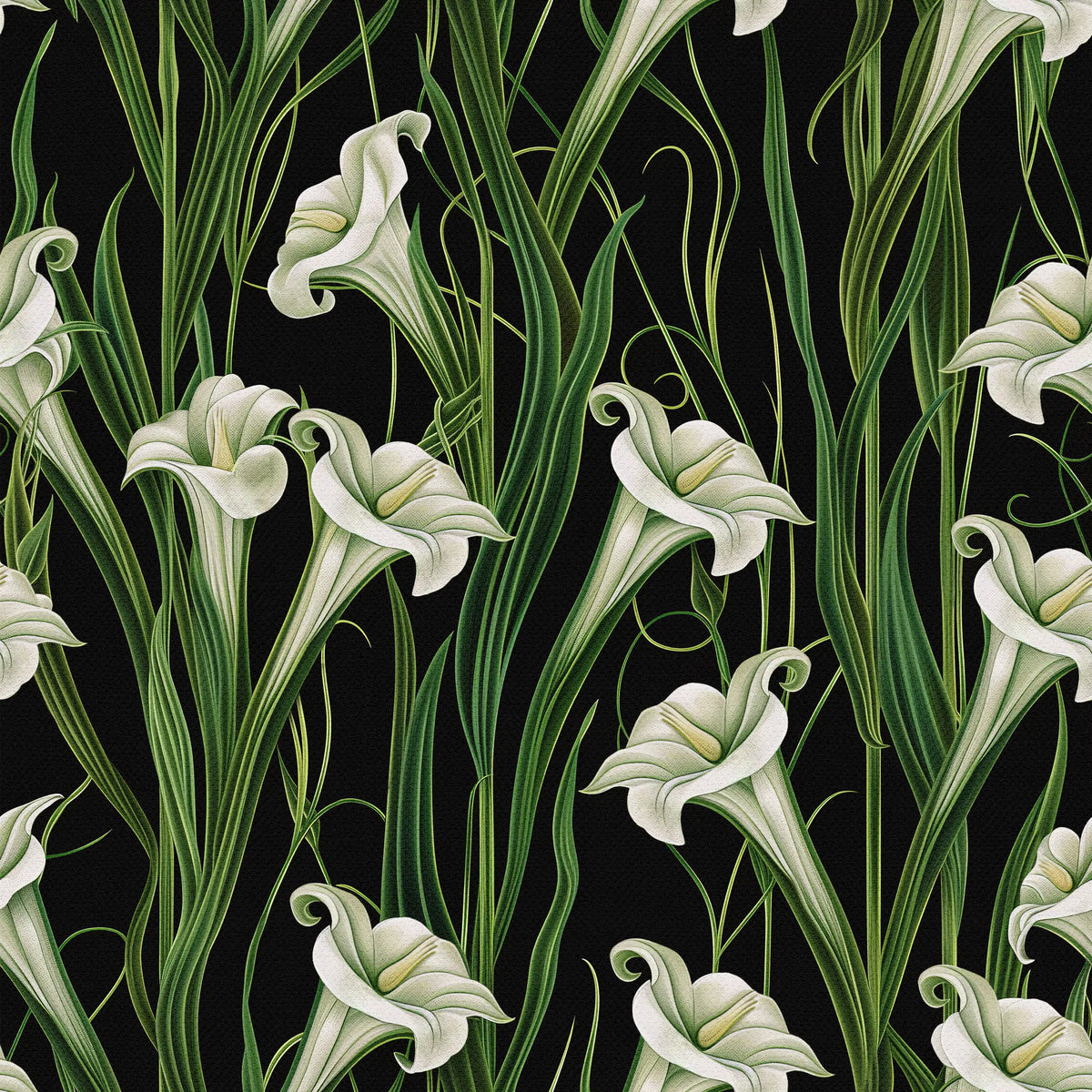 Lily Noir