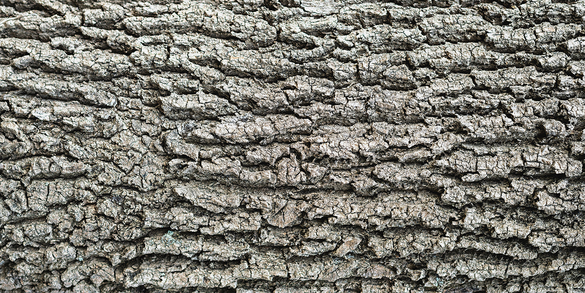 Shadowbark