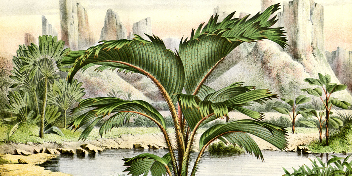 Flora of European Greenhouses and Gardens – Louis Van Houtte (mid-19th century)