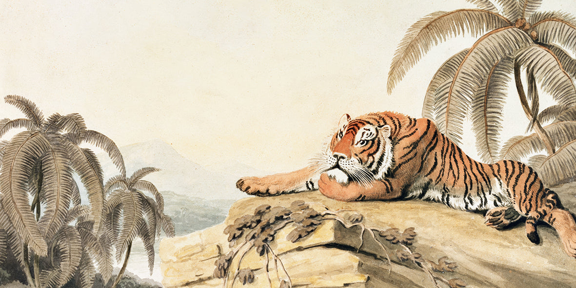 A Tiger Resting – Samuel Howitt (1807)