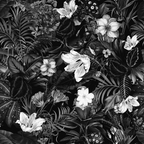 Flower Dance: Noir