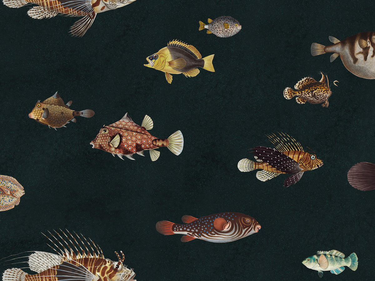 Life Aquatic: Navy