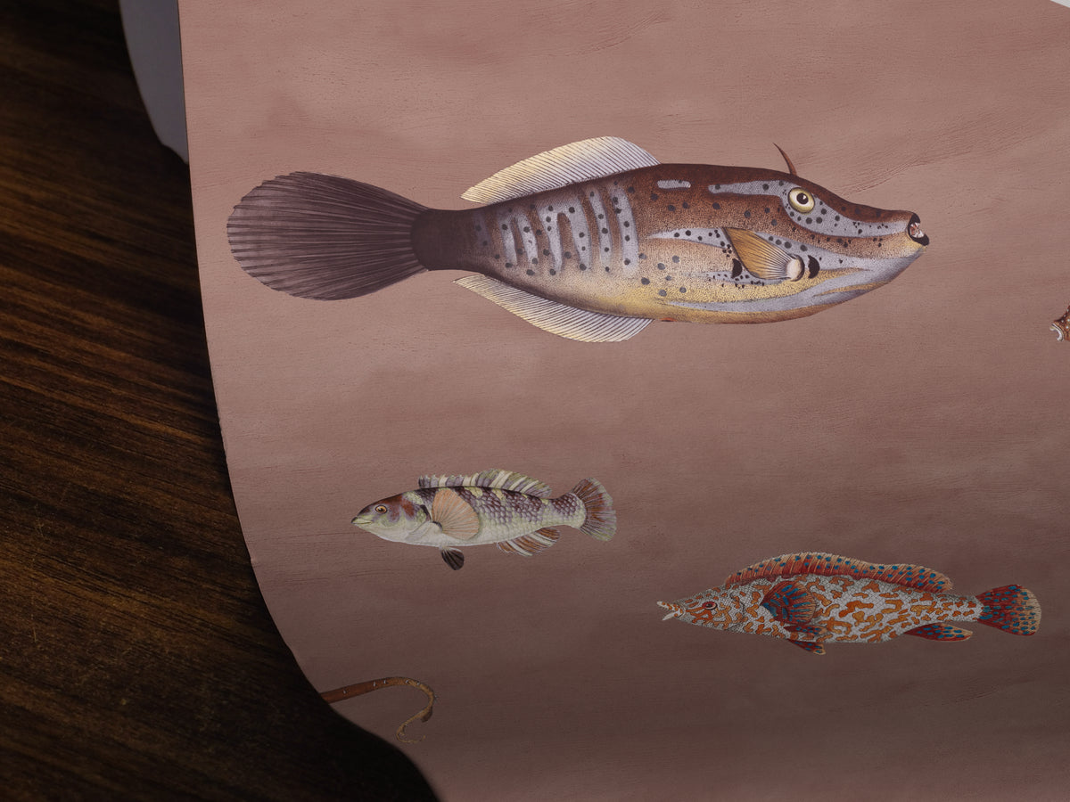 Coral colored wallpaper with a pattern of vintage fish illustrations drawn by Marcus Elieser Bloch. 