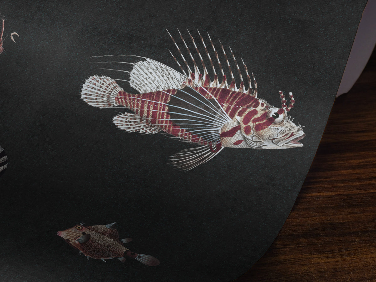 Life Aquatic: Charcoal